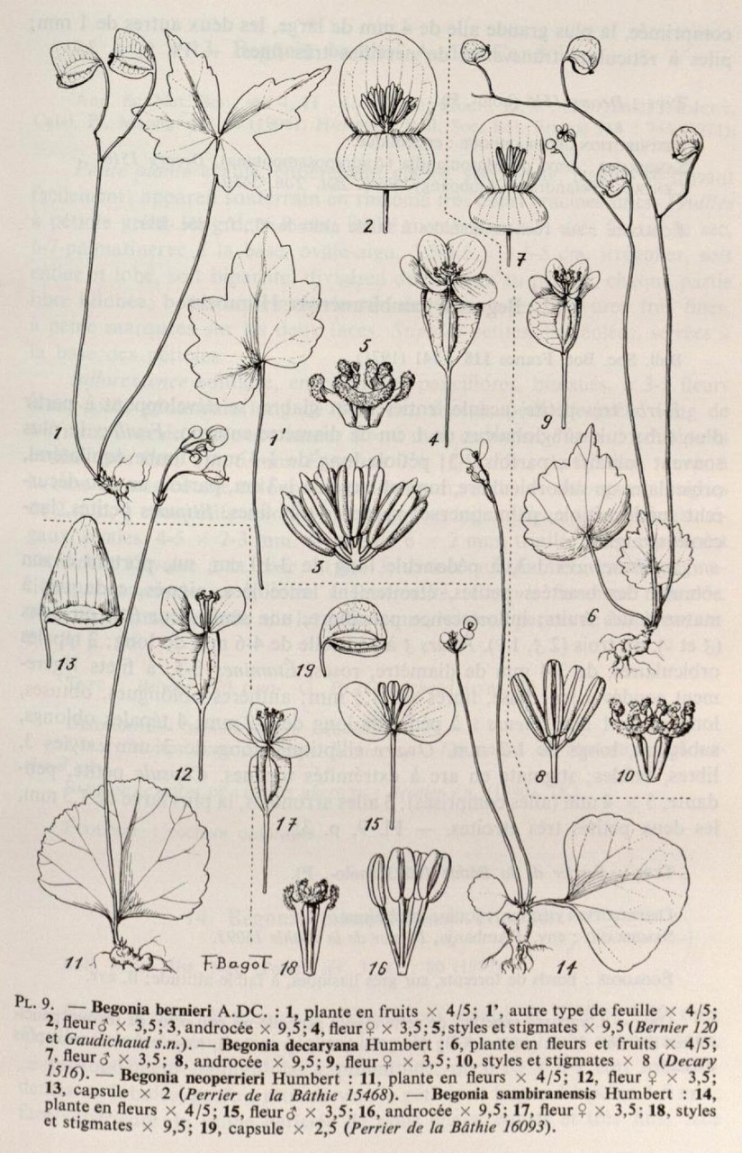 B. sambiranensis